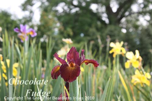 Chocolate Fudge 22.6 (3)